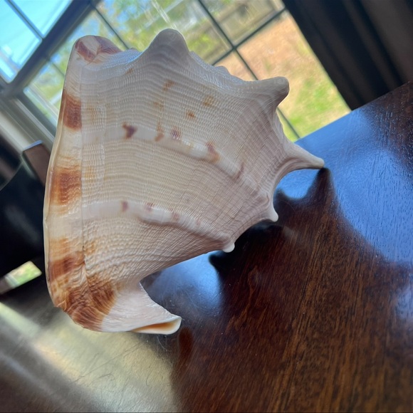 Cassis Cornuta Queen Horned Helmet Shell - Picture 11 of 16